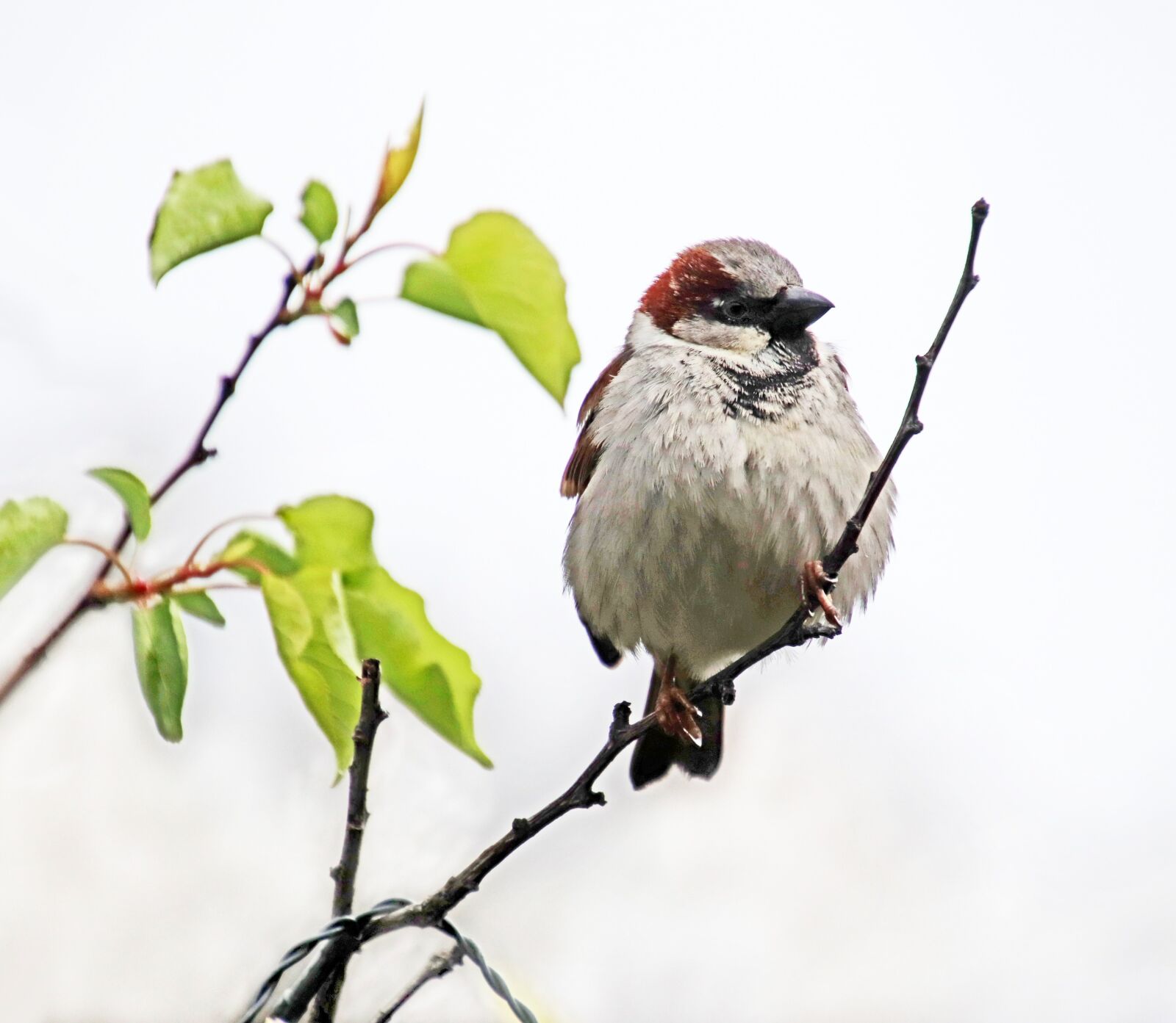 Canon EOS 800D (EOS Rebel T7i / EOS Kiss X9i) sample photo. Bird, sparrow, wildlife photography