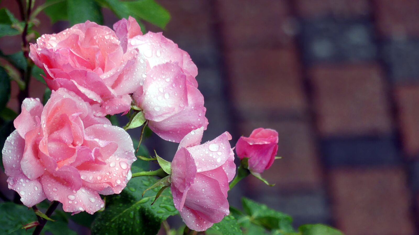 Panasonic Lumix DMC-FZ300 sample photo. Rain, roses, nature photography