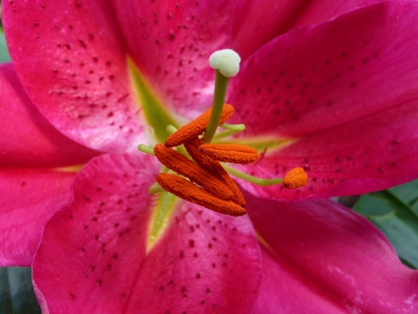 Panasonic Lumix DMC-TZ5 sample photo. Blossom, bloom, close up photography