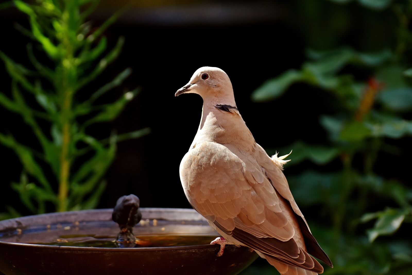 Nikon D7200 sample photo. Dove, collared, bird photography