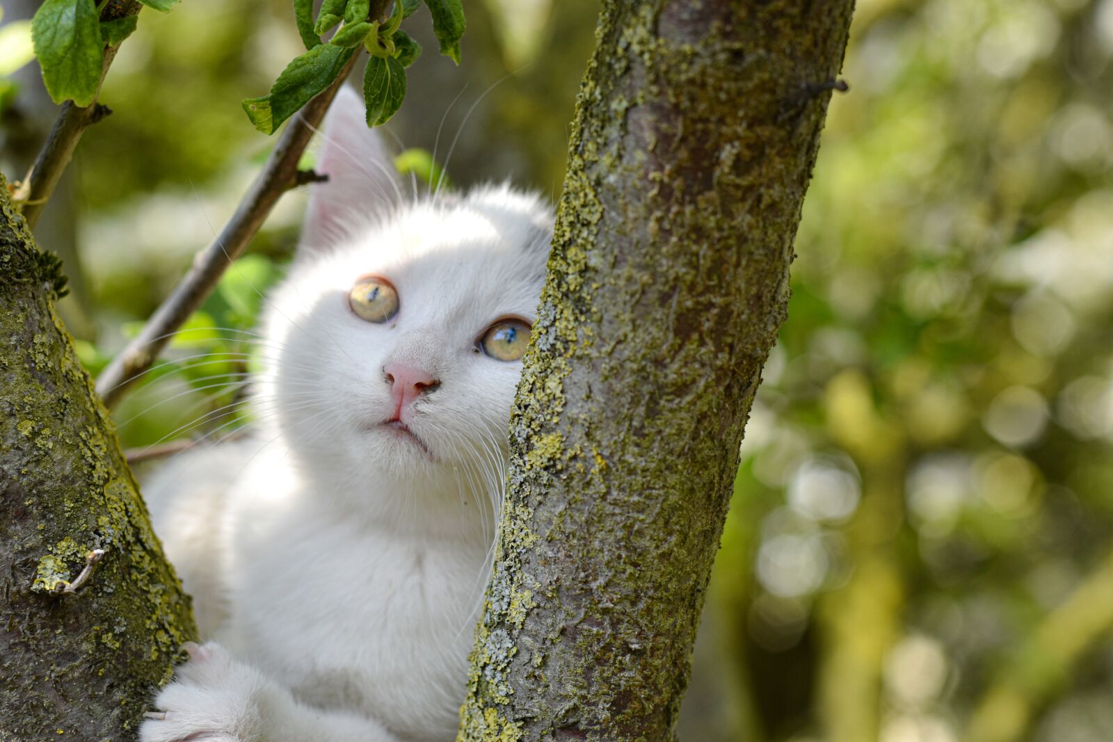 Nikon D5600 sample photo. Kitten, tree, climb photography