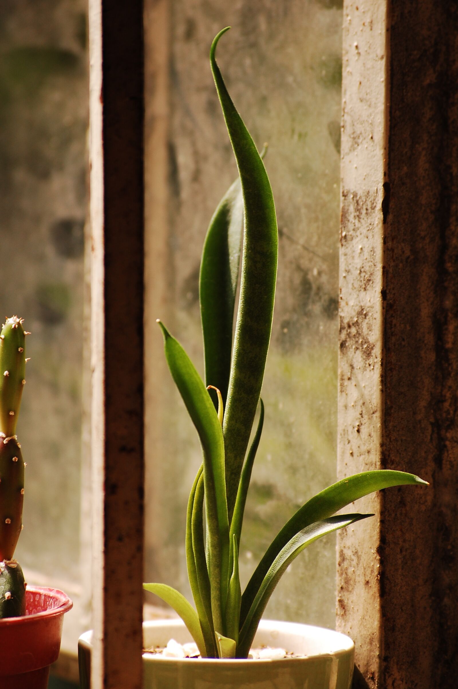 Nikon D40 sample photo. Windowsill, sunlight, backlit photography