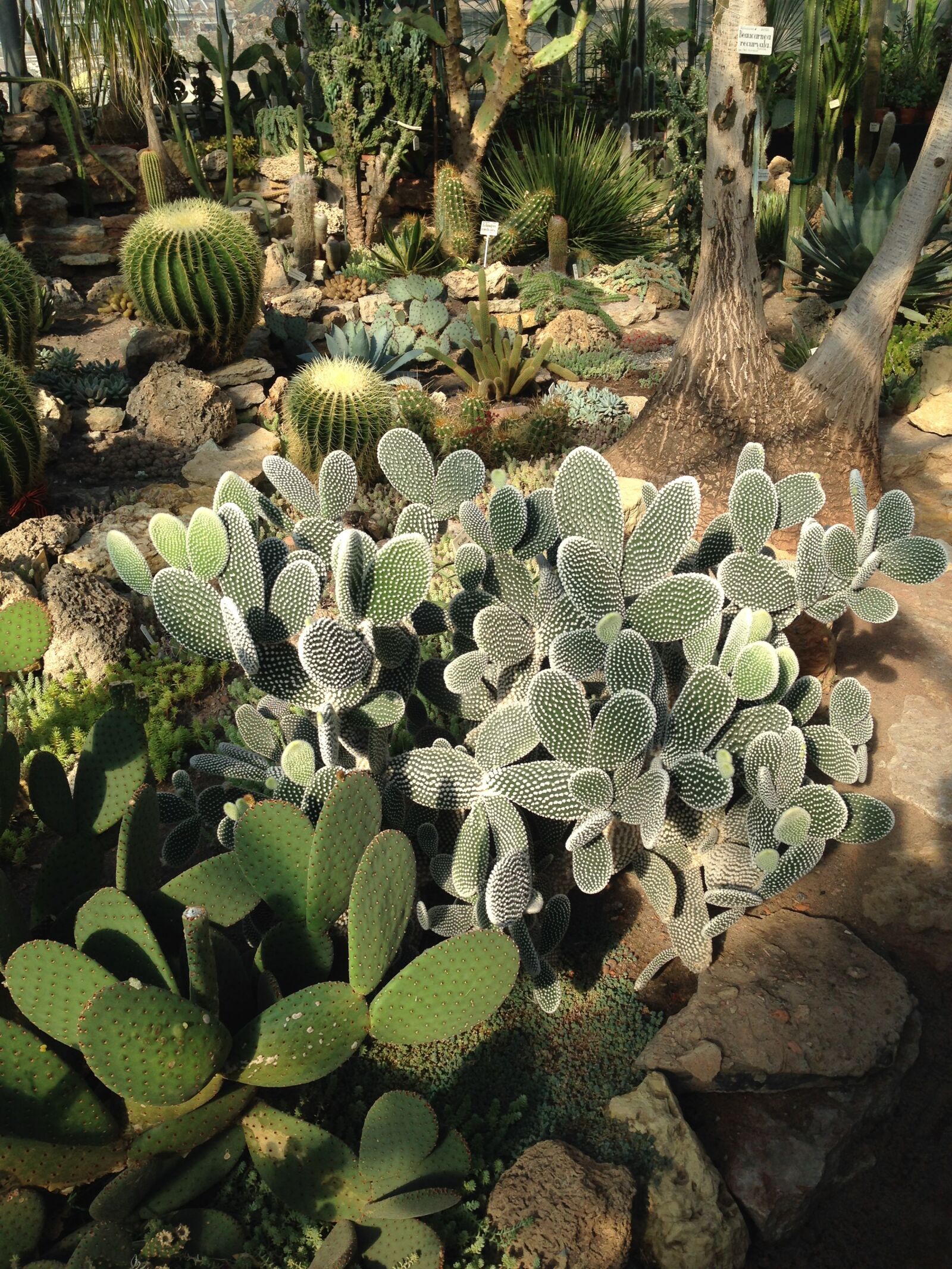 iPhone 5 back camera 4.12mm f/2.4 sample photo. Tropical plants, cactus, botanical photography