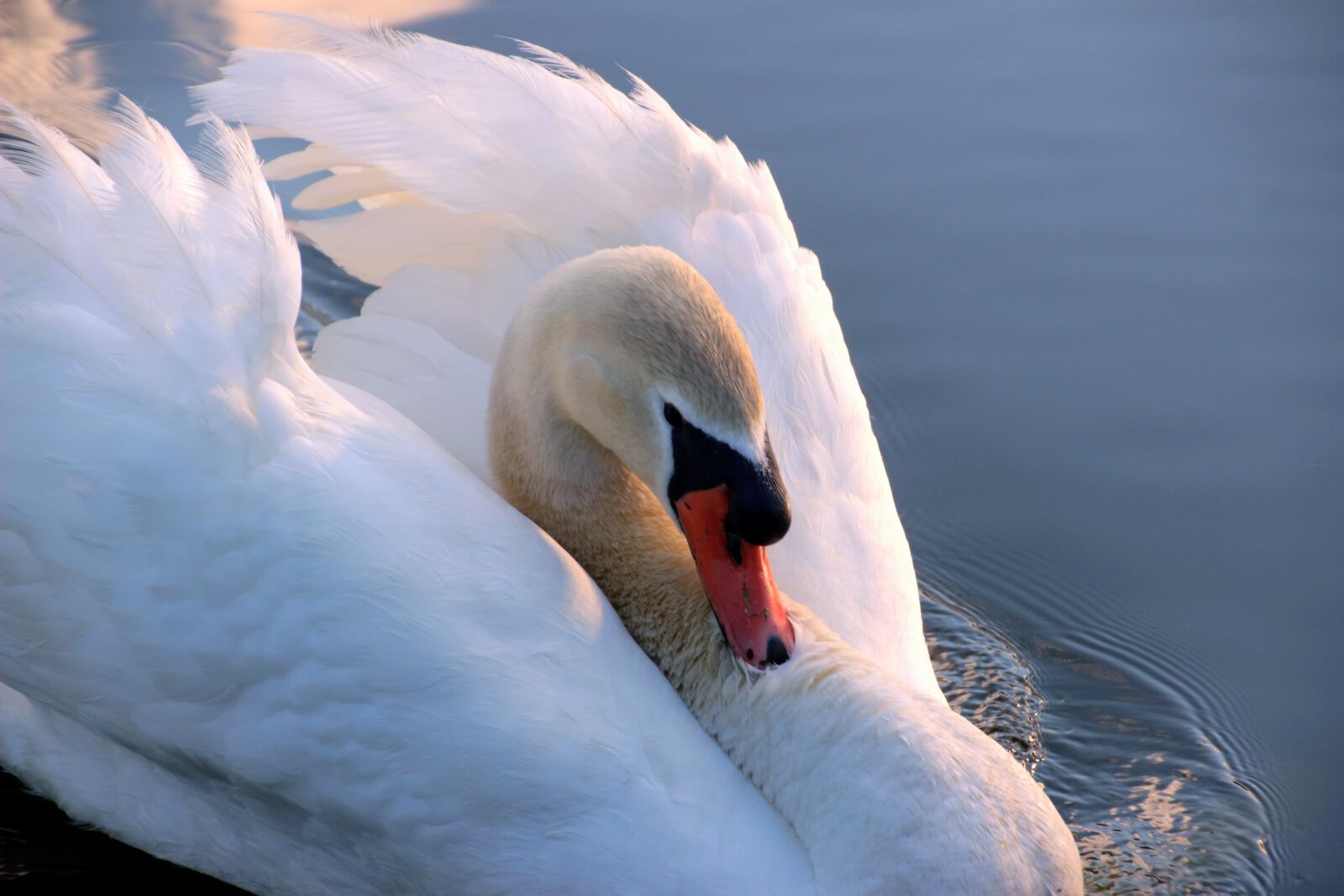 Canon EOS 650D (EOS Rebel T4i / EOS Kiss X6i) sample photo. Swan, mute swan, cygnus photography