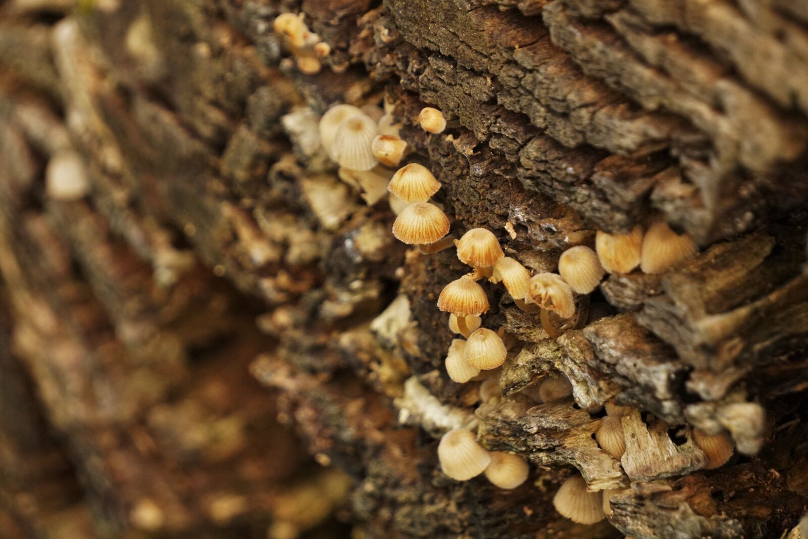 Sony E 55-210mm F4.5-6.3 OSS sample photo. Mushroom, mushrooms, forest photography