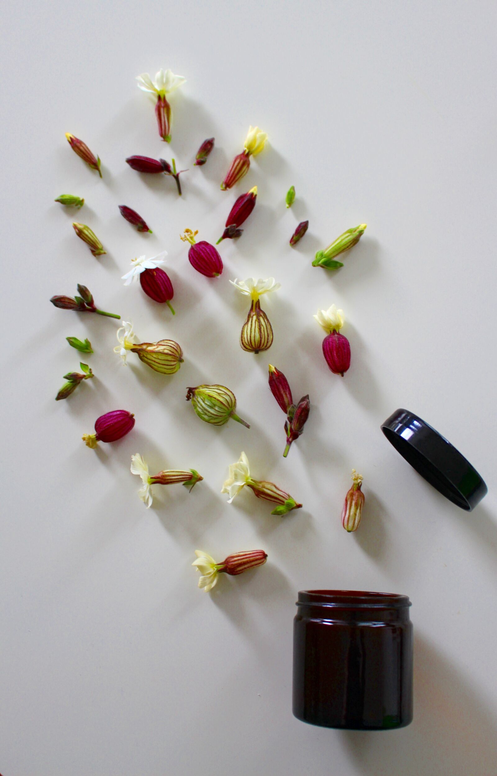 Canon EOS 700D (EOS Rebel T5i / EOS Kiss X7i) sample photo. Medicinal flower, cure, ointment photography