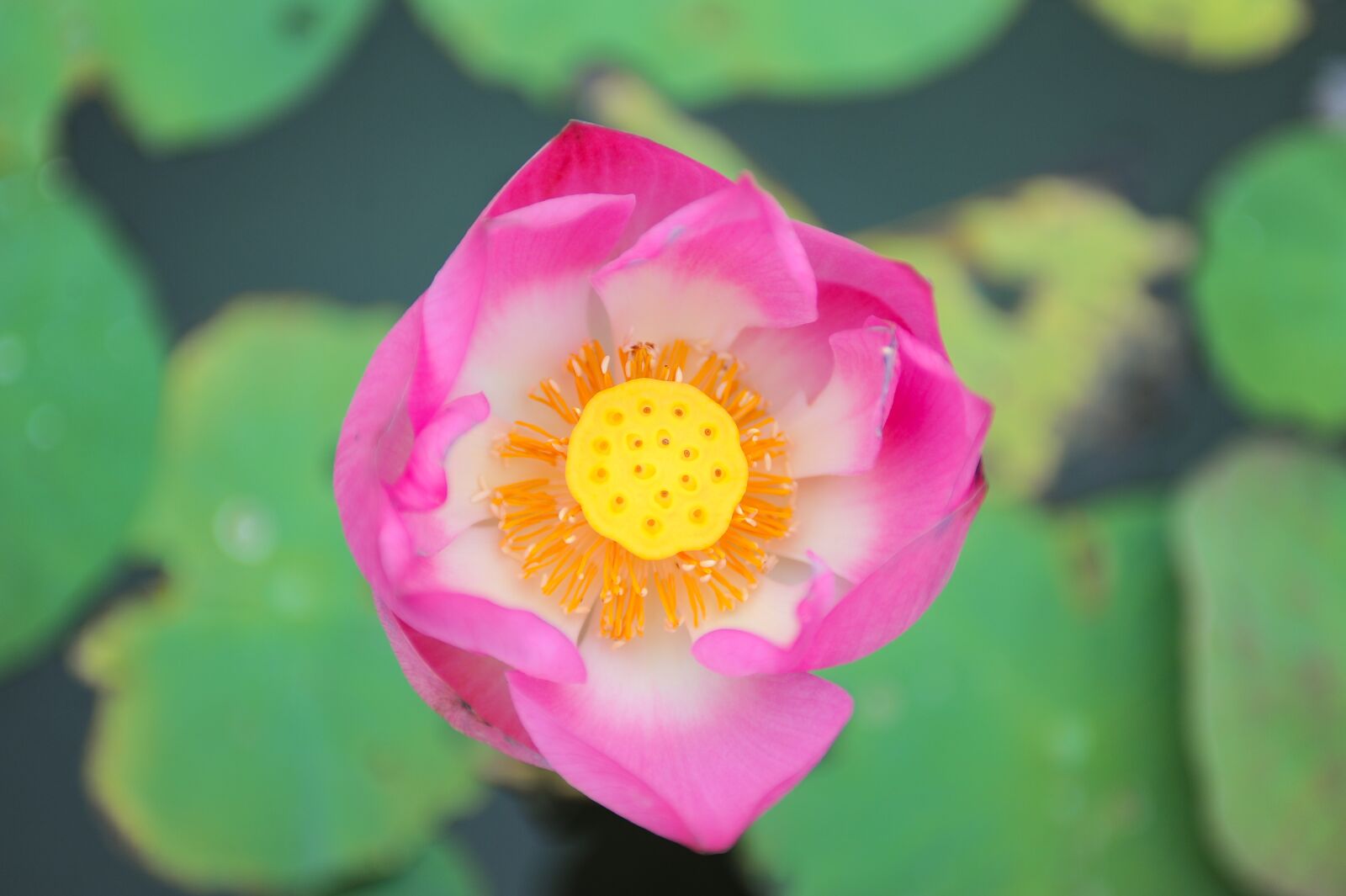 Nikon D3 sample photo. Lake, flower, nature photography