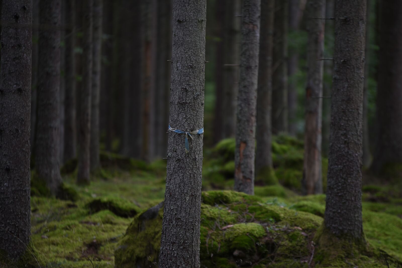 Nikon D750 sample photo. Forest, trädhuggning, moss photography