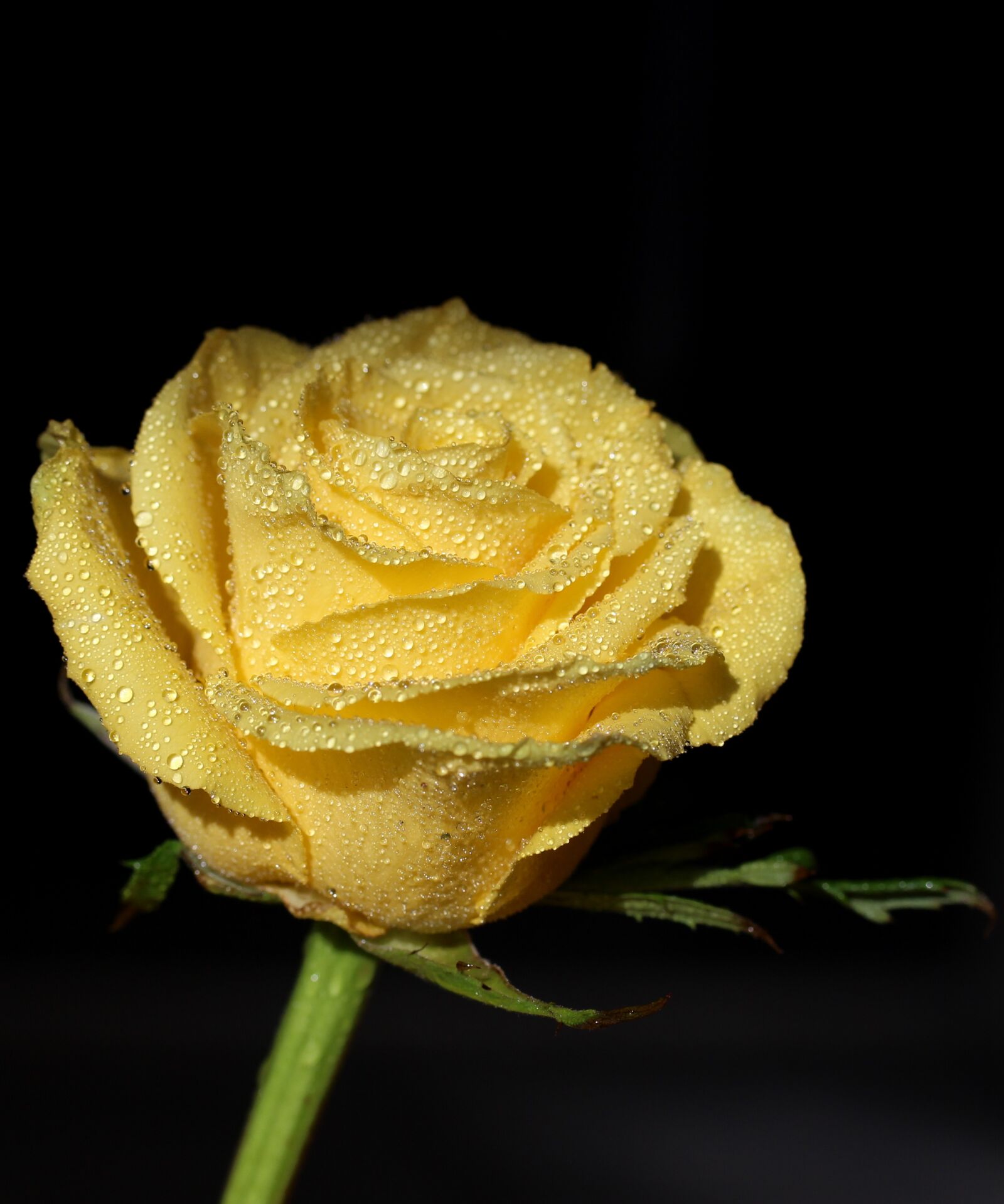 Canon EOS 700D (EOS Rebel T5i / EOS Kiss X7i) sample photo. Rose, yellow, dew photography
