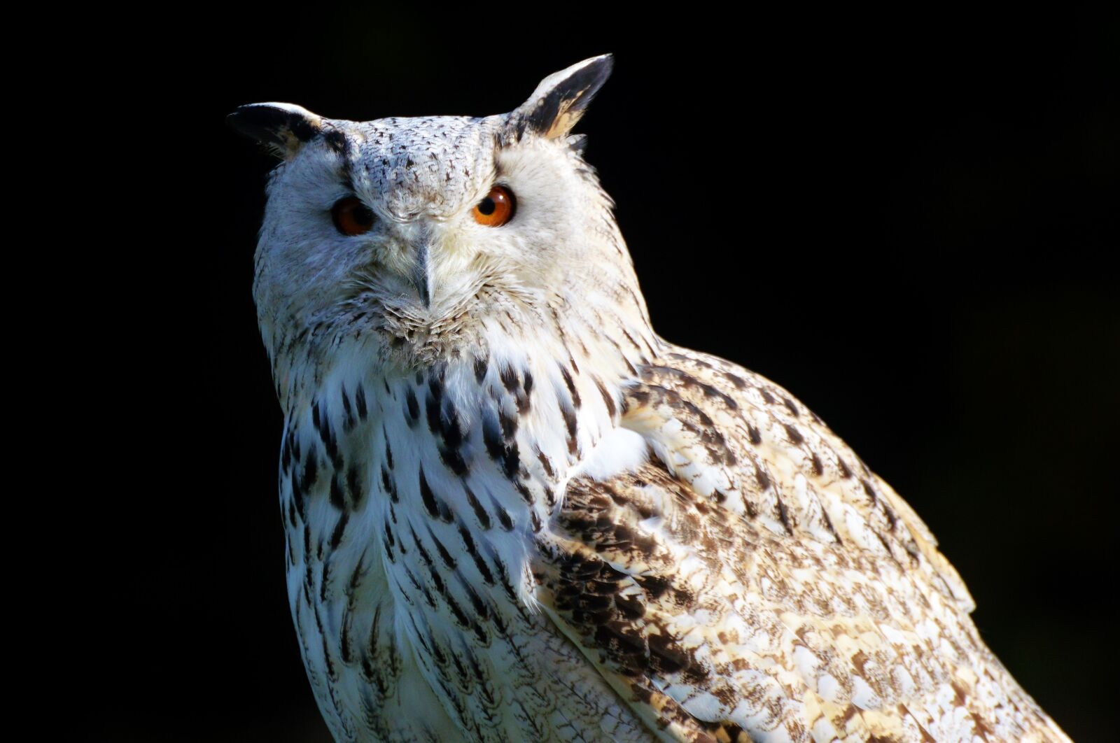 Nikon D3200 sample photo. Barn owl, owl, raptor photography