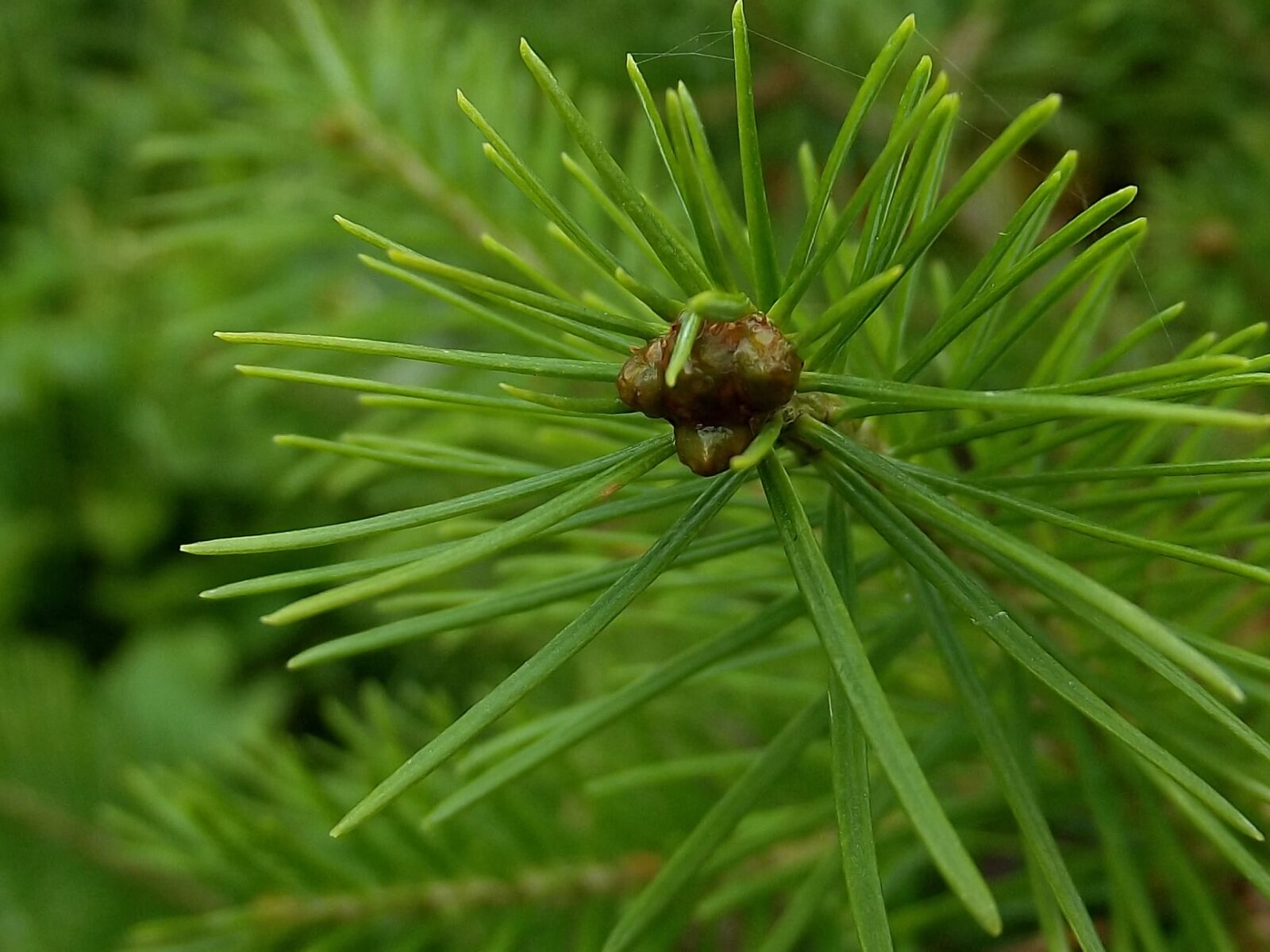 FujiFilm FinePix S2950 (FinePix S2990) sample photo. Needle, pine, tree photography