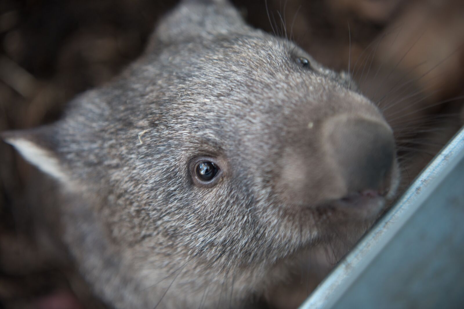 Nikon D750 sample photo. Wombats, tasmania, marsupial photography