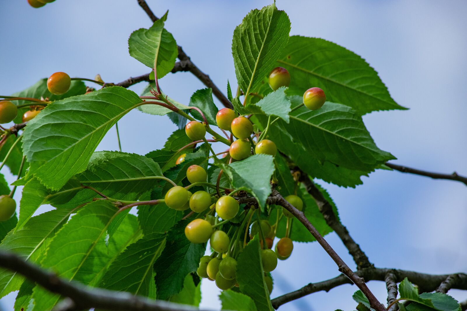 Nikon D3300 sample photo. Wood, foliage, branch photography