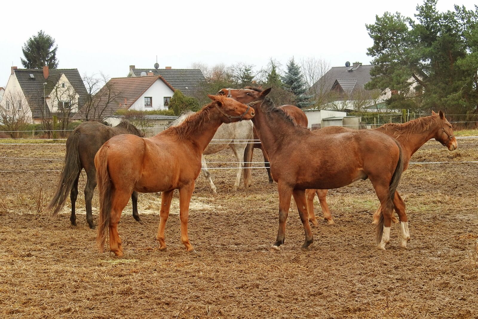 Nikon Coolpix P900 sample photo. Horses, pasture, paddock photography