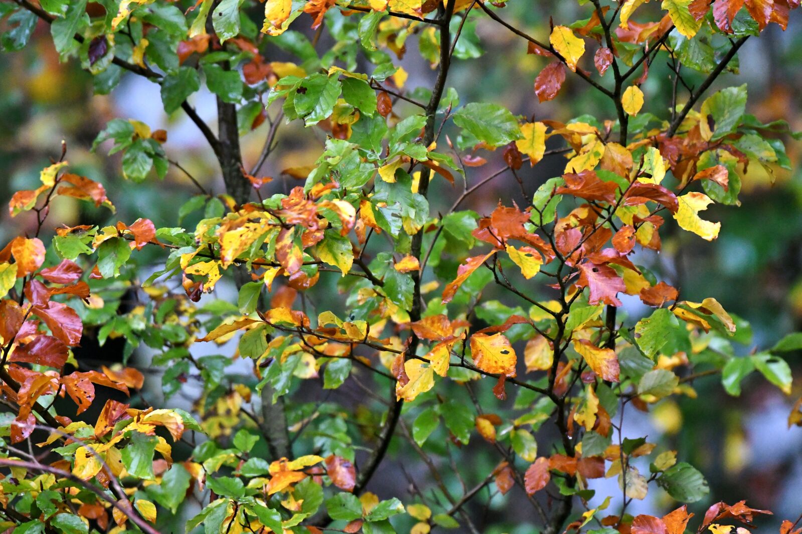 Nikon D500 sample photo. Autumn leaves, fall colors photography