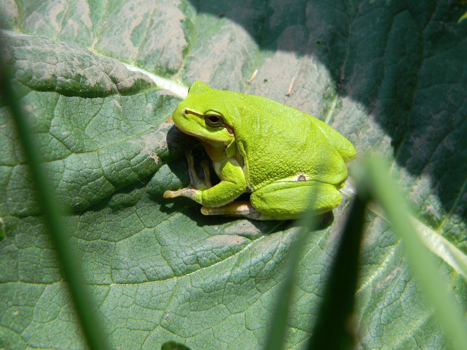 Nikon Coolpix L110 sample photo. Frog, green frog, slovakia photography