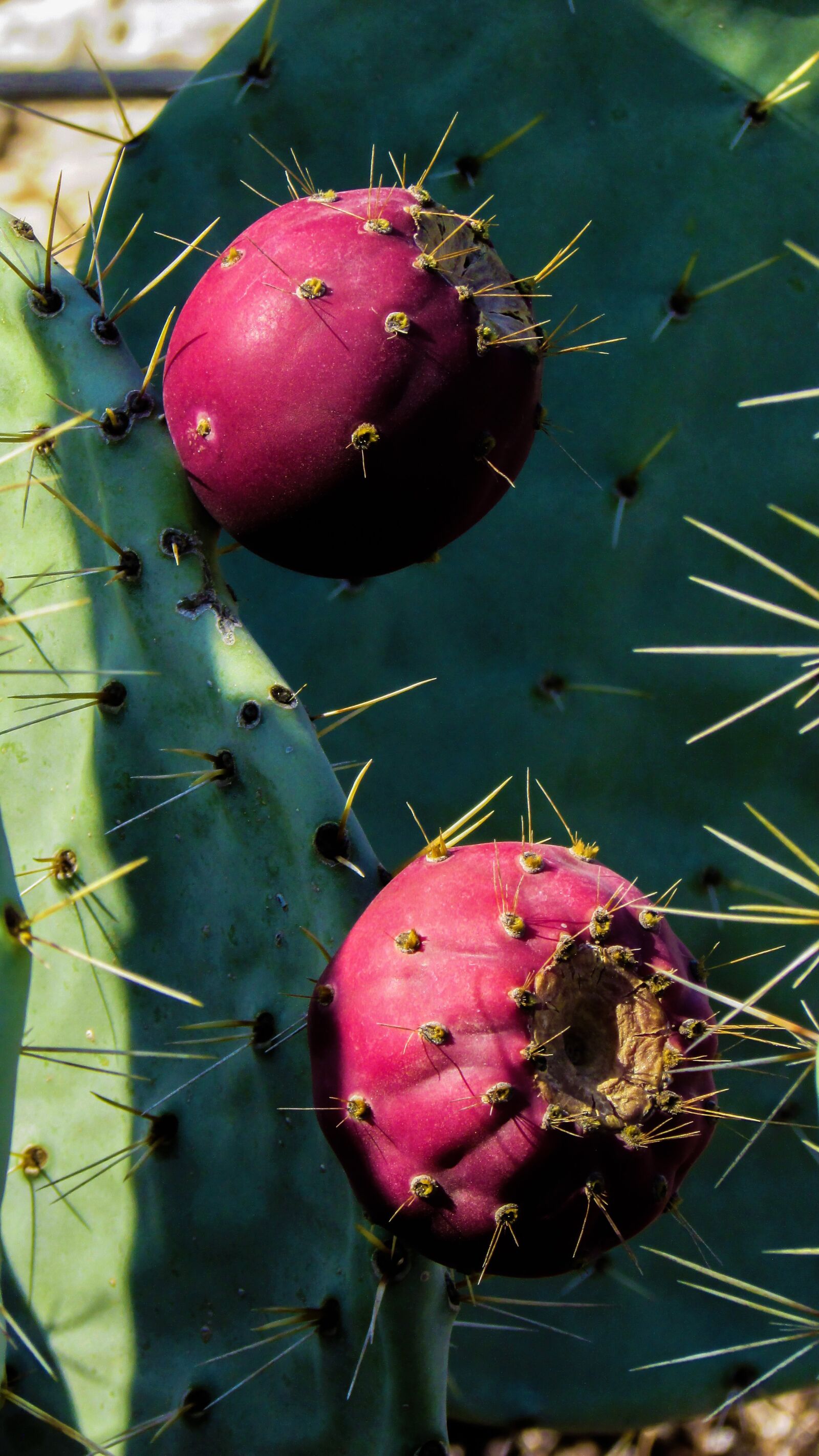 Canon PowerShot SX400 IS sample photo. Cactus, plant, fruit photography