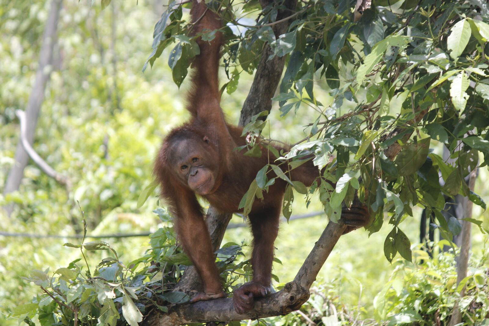 Canon EOS 600D (Rebel EOS T3i / EOS Kiss X5) sample photo. Orangutan, orang utan, animals photography