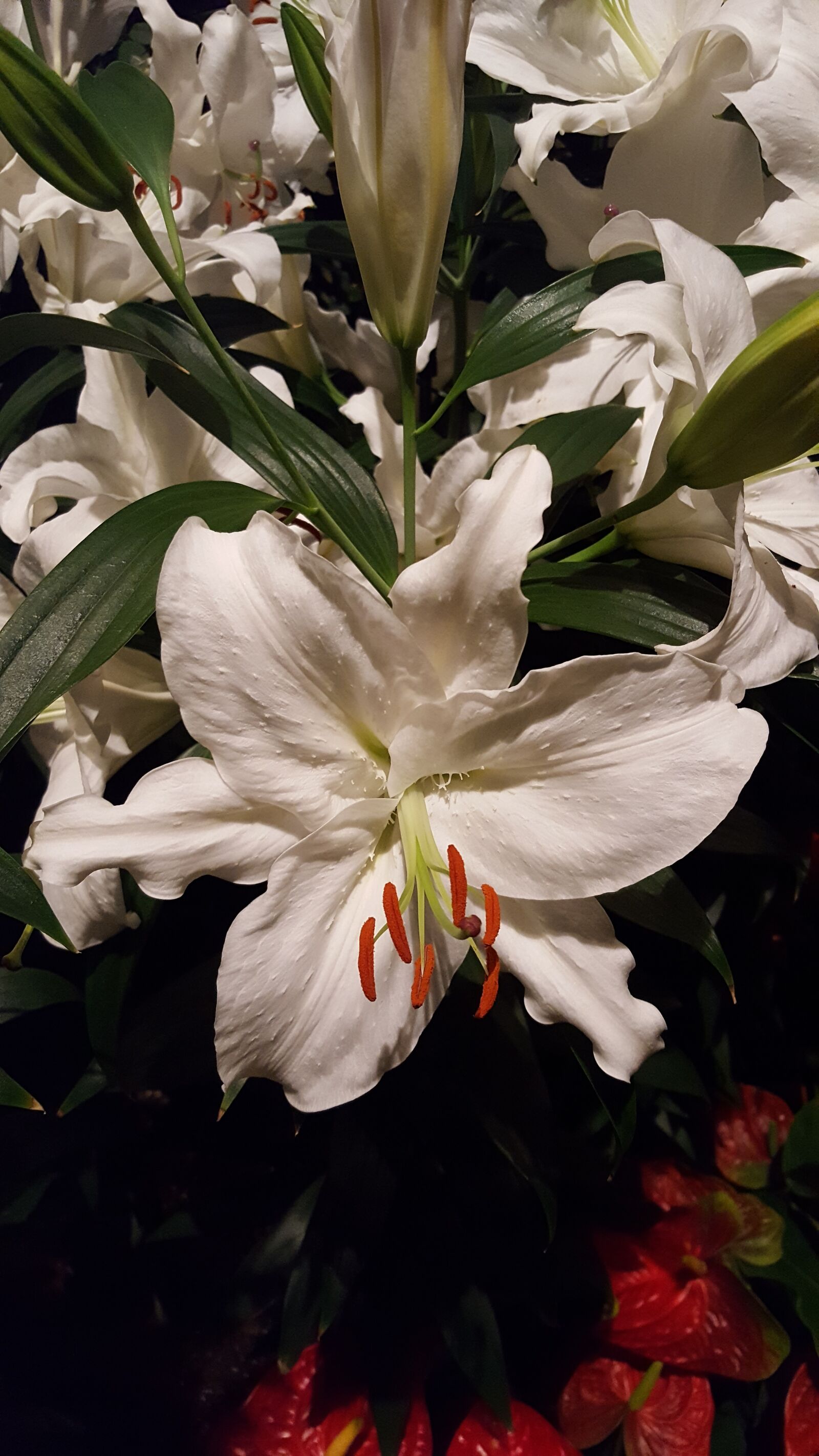 Samsung Galaxy S6 sample photo. White, lily photography