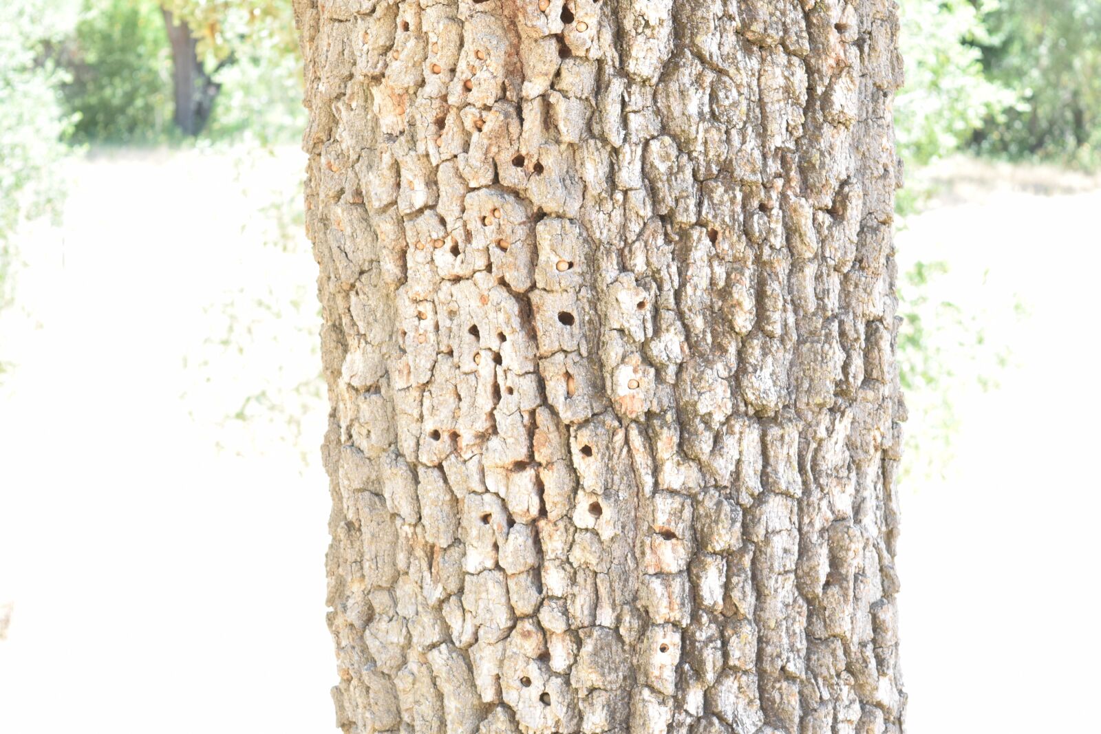 Nikon D3300 sample photo. Beetle, infested tree, tree photography