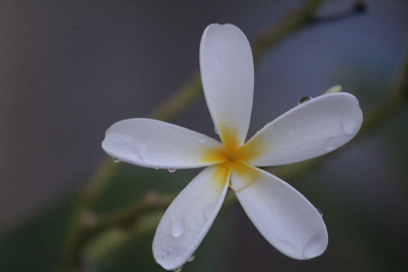 Canon EOS 1200D (EOS Rebel T5 / EOS Kiss X70 / EOS Hi) sample photo. Flower, white, rain photography