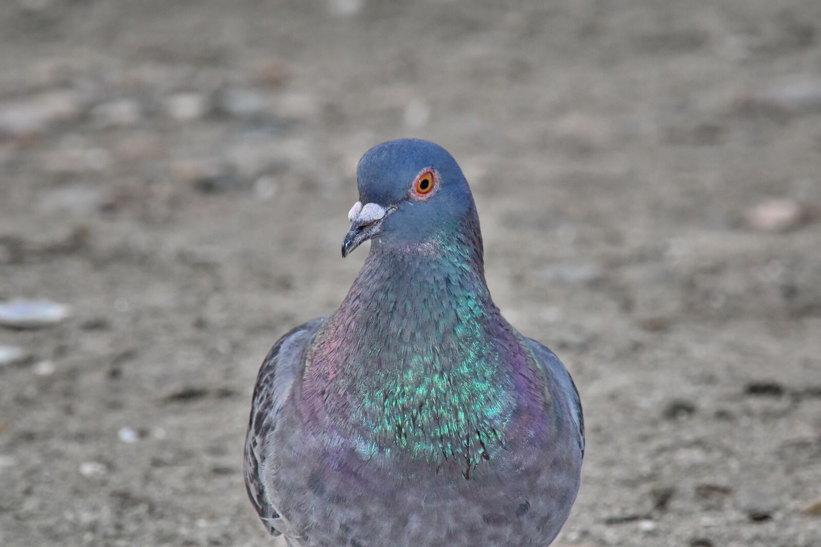 Nikon D5500 sample photo. Beautiful, close-up, colorful, head photography