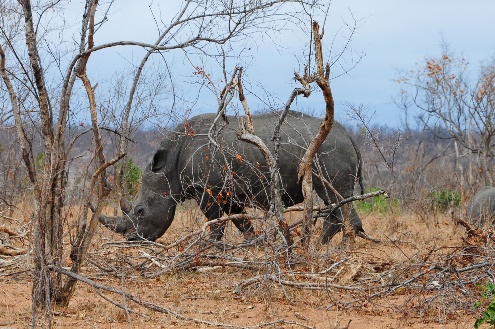 Nikon D90 sample photo. Kruger, africa, rhino photography