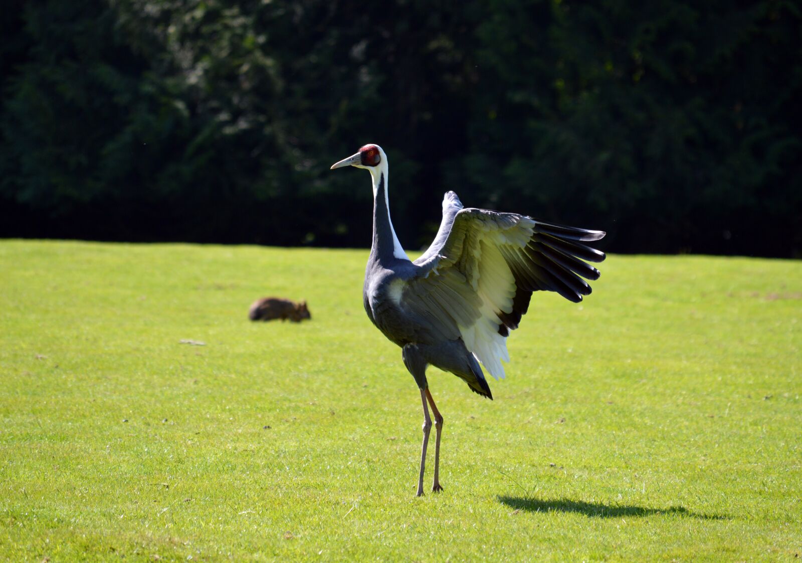 Nikon D3200 sample photo. Wader, bird, beak photography