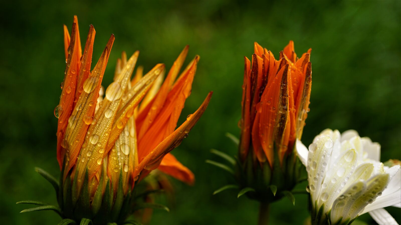 Sony E 30mm F3.5 Macro sample photo. Flowers, petals, raindrop photography
