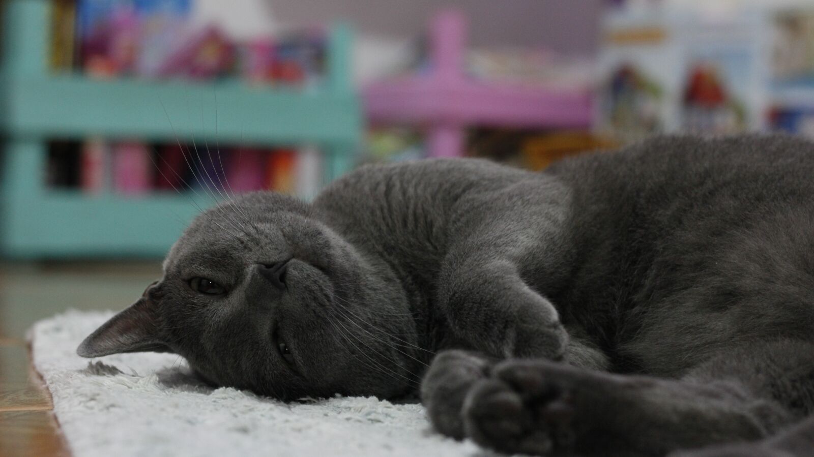 Canon EOS 60D + Canon EF 50mm F1.8 II sample photo. Cat, relaxed, animal photography