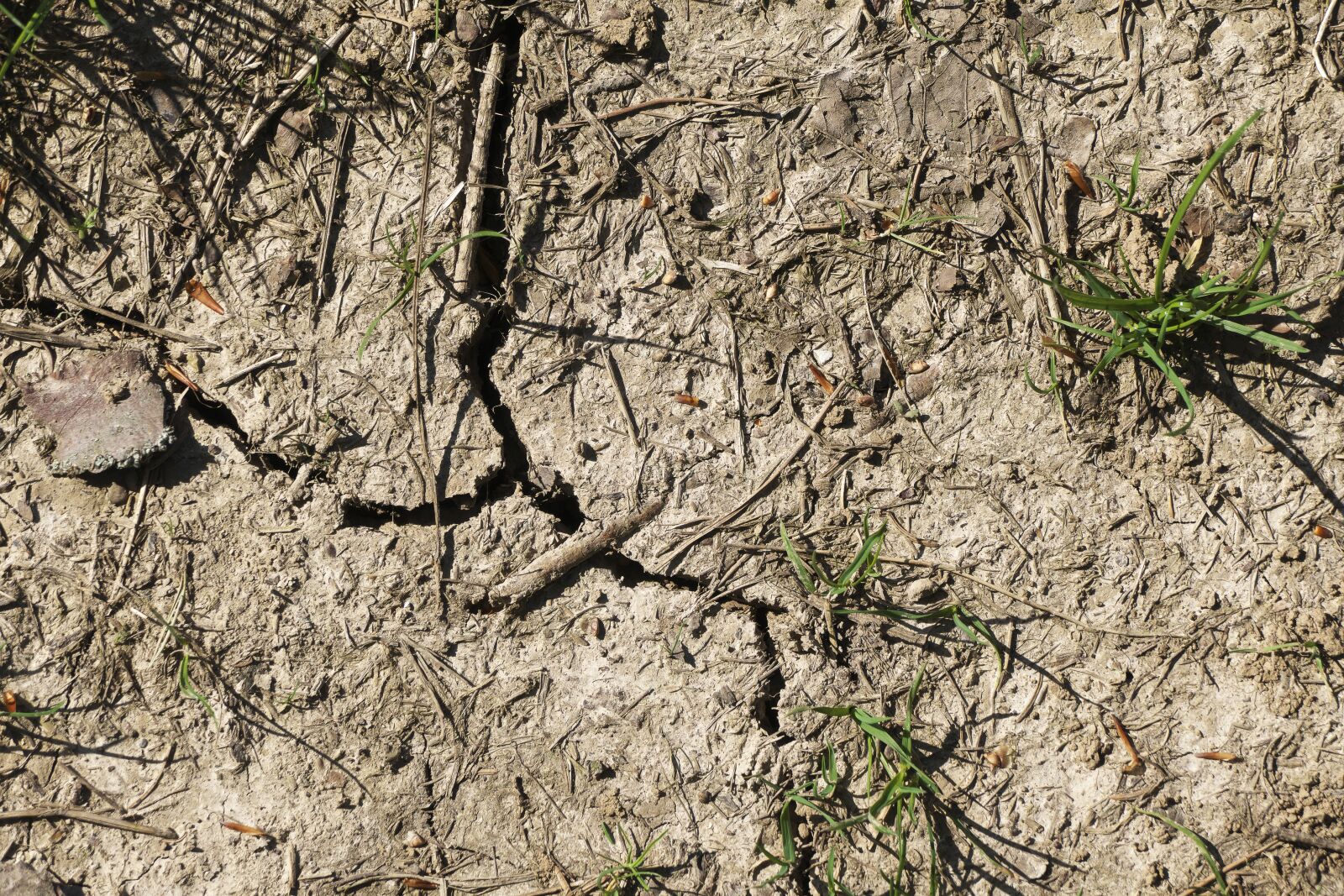 Panasonic Lumix DMC-FZ1000 sample photo. Dry, drought, parched photography