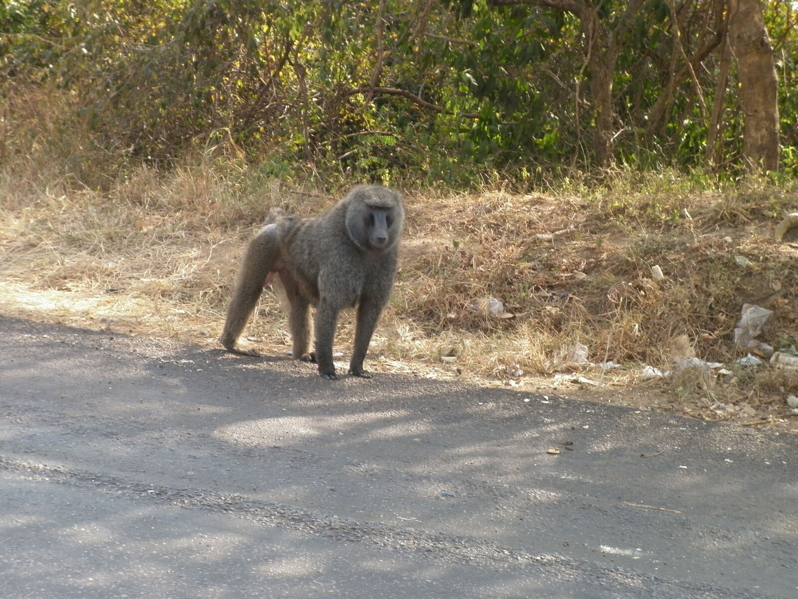Panasonic DMC-F3 sample photo. Africa, animal, baboon photography