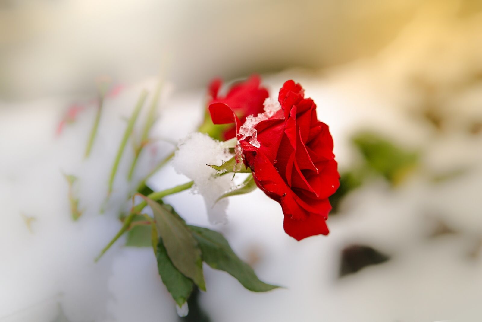 Canon EOS-1Ds Mark II sample photo. Rose, snow, mourning photography