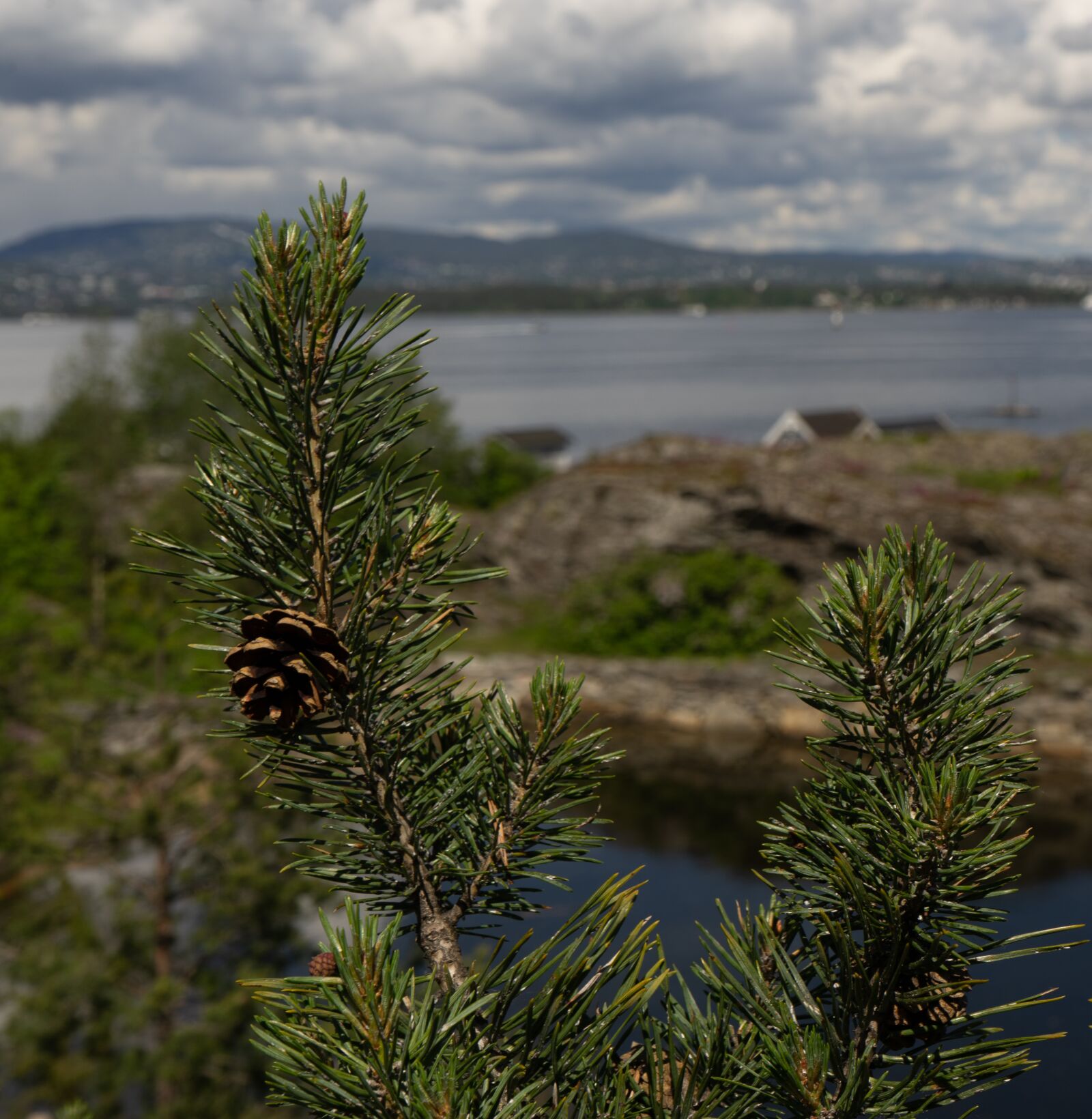 Sony a7 + Sony FE 28-70mm F3.5-5.6 OSS sample photo. Nature, trees, sky photography
