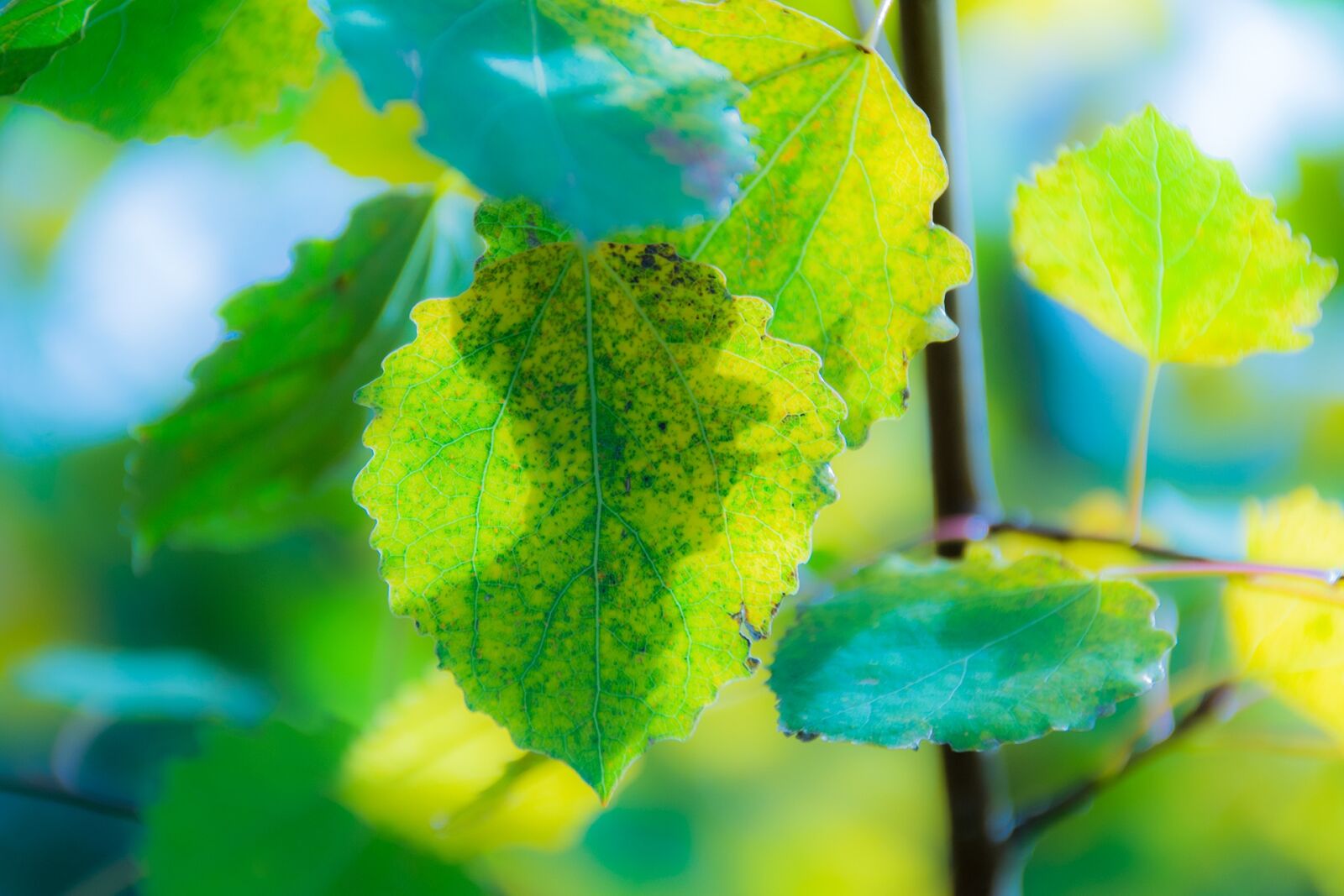 Nikon D7100 sample photo. Nature, decline, autumn photography