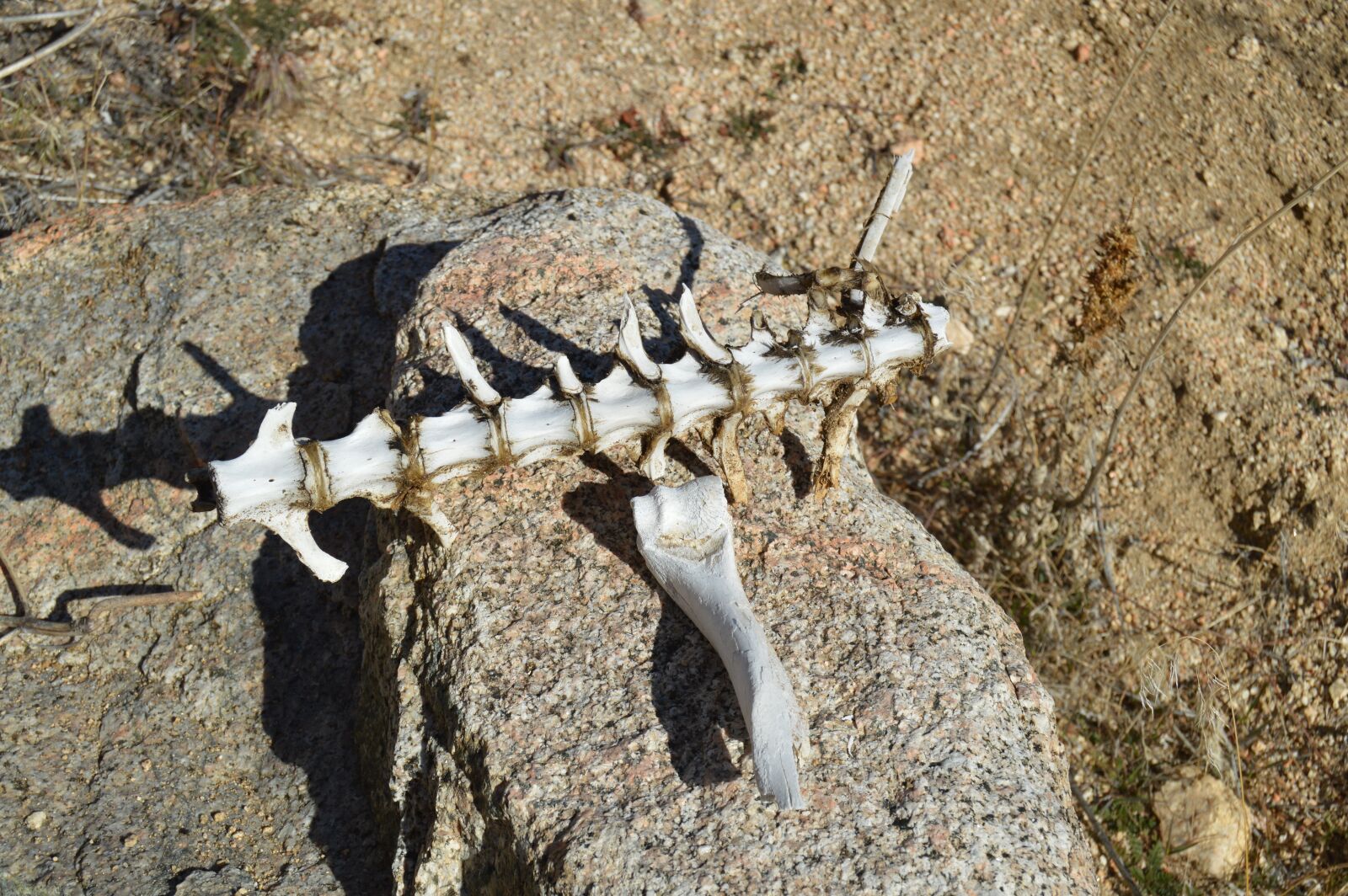 Nikon D3200 sample photo. Desert, skeleton, fossil photography