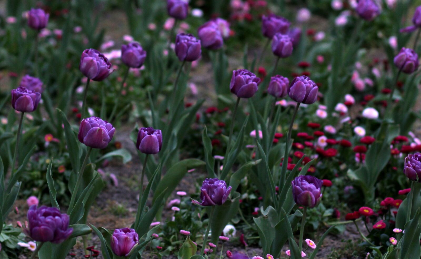 Canon EOS 700D (EOS Rebel T5i / EOS Kiss X7i) + Canon EF 85mm F1.8 USM sample photo. Tulips, mov, flowers photography