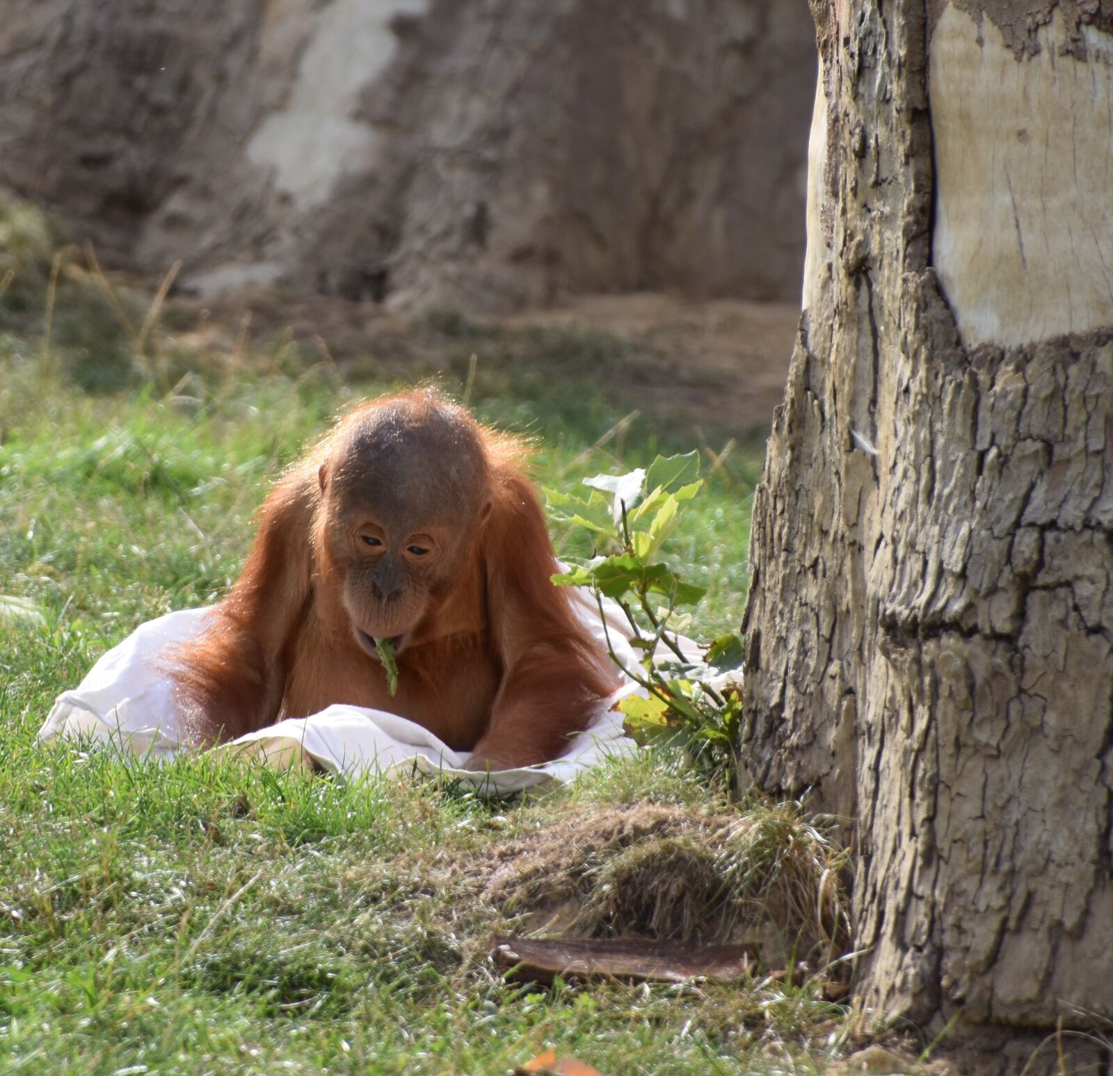 Nikon D5600 sample photo. Orangutan, baby, monkey photography