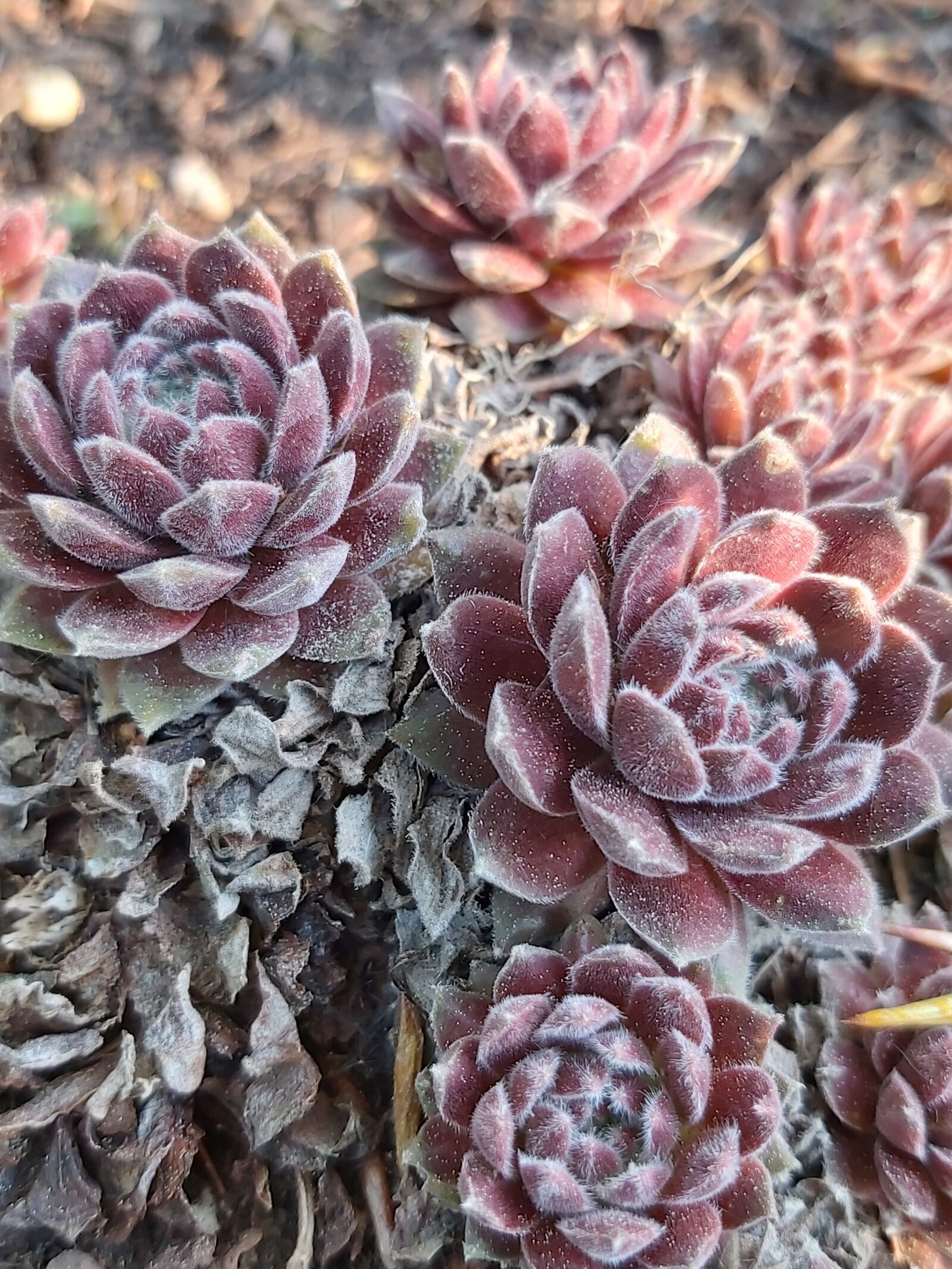 Samsung Galaxy A70 sample photo. Houseleek, sempervivum, thick sheet photography