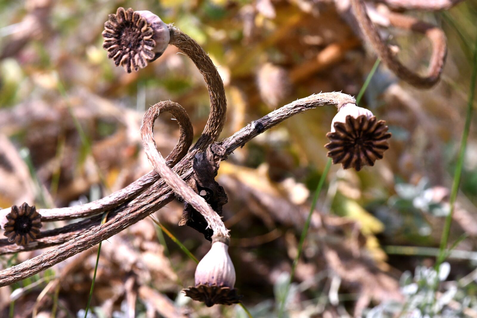 Nikon D500 sample photo. Seedpods, poppy, flora photography
