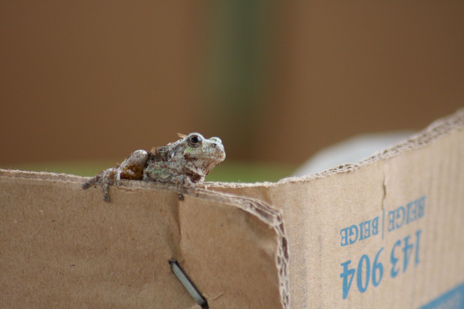 Canon EOS 40D sample photo. Toad, box, cardboard photography