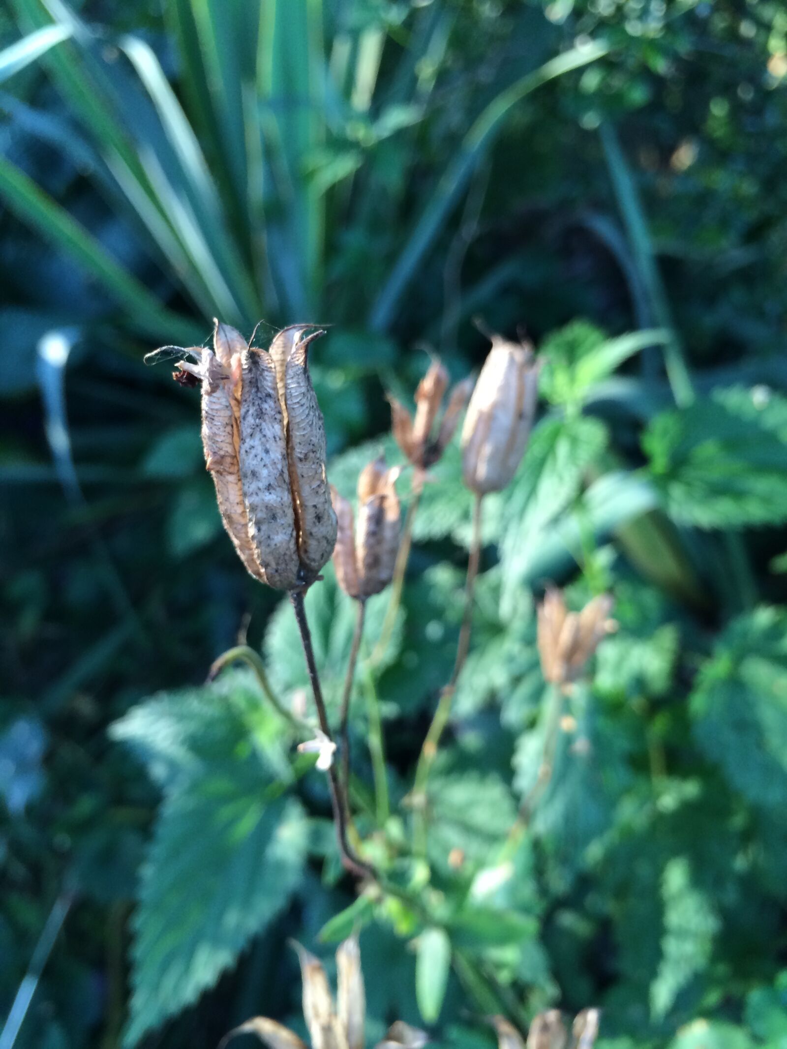 iPhone 5s back camera 4.15mm f/2.2 sample photo. Plant, grass, beautiful photography