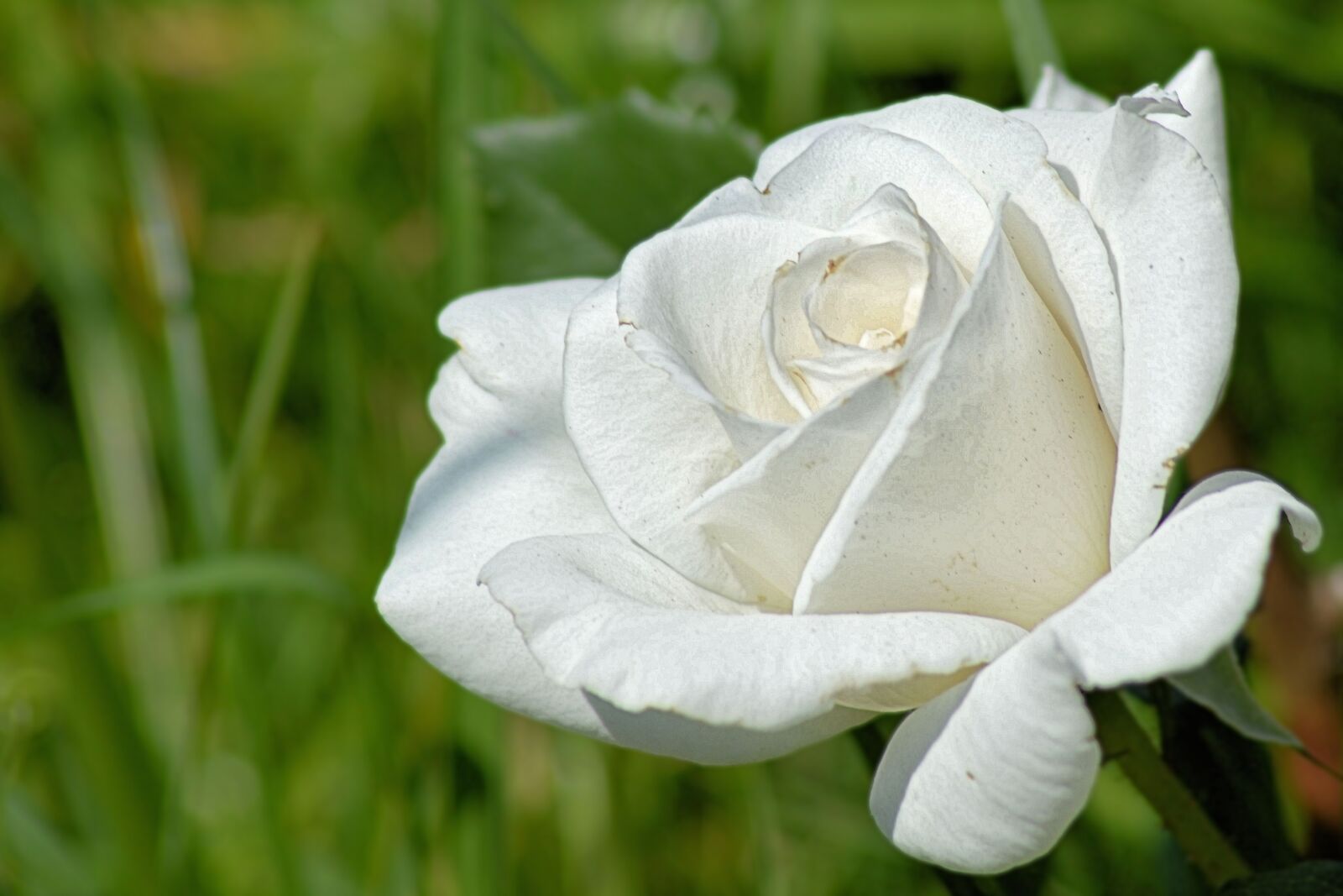 Nikon D3200 sample photo. Roses, rose bloom, white photography