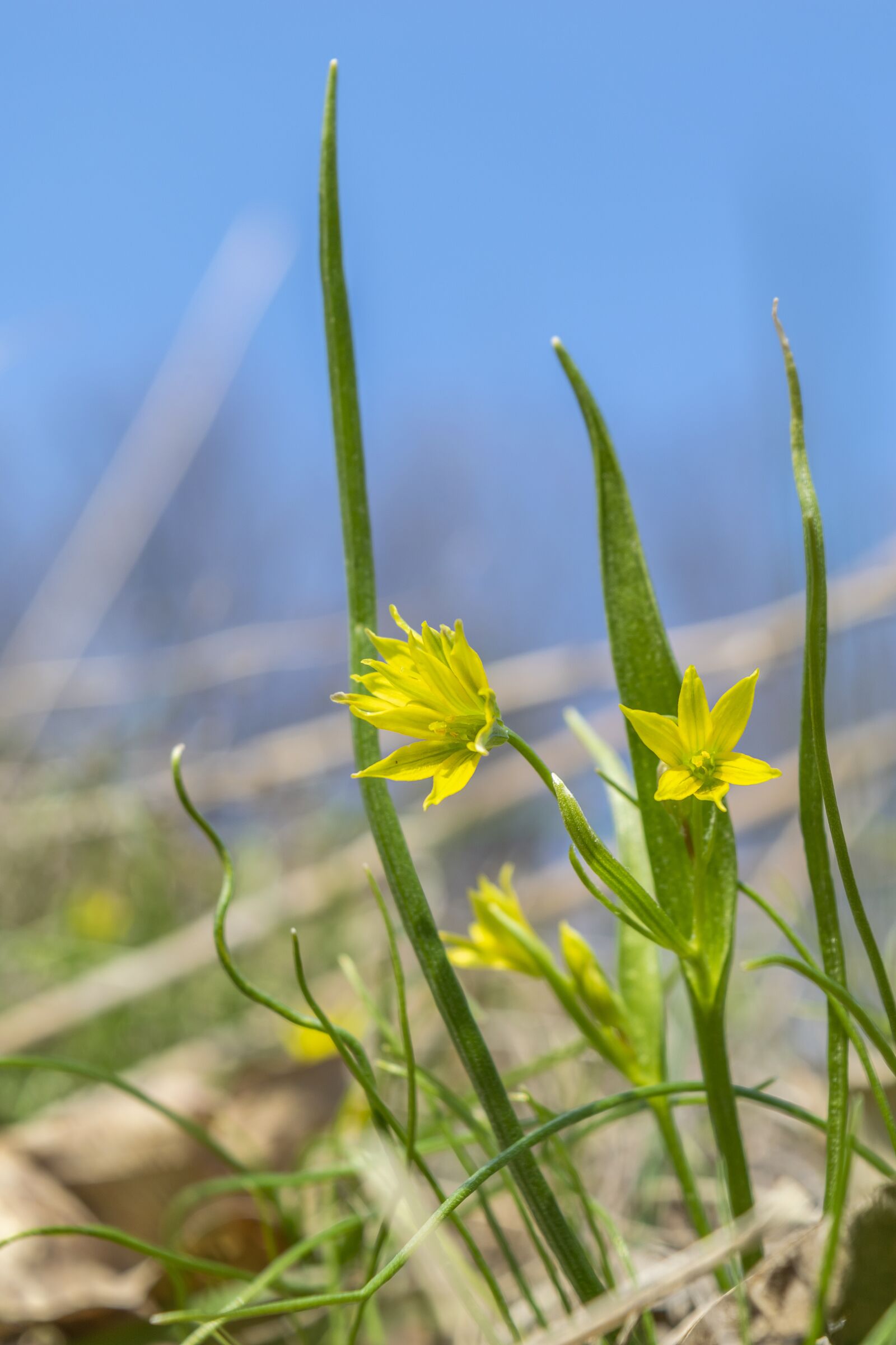 Nikon D3300 sample photo. Forest, nature, spring photography