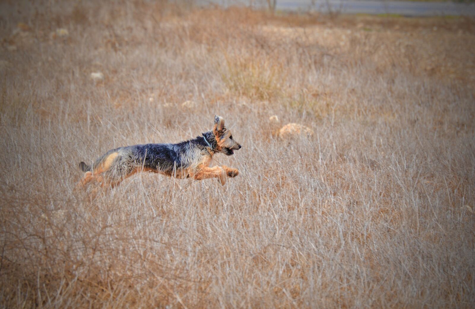 Nikon D7000 sample photo. Nature, animal, mammal photography