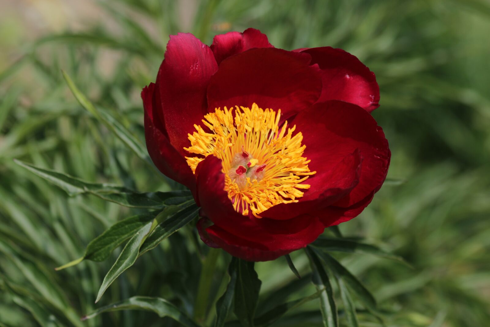 Canon EOS 650D (EOS Rebel T4i / EOS Kiss X6i) sample photo. Peony, burgundy flower, closeup photography