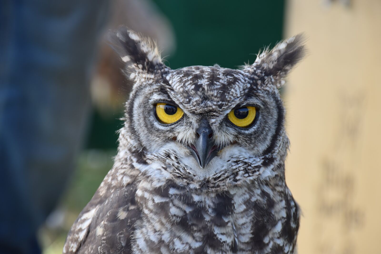 Nikon D5300 sample photo. Owl, bird, feather photography