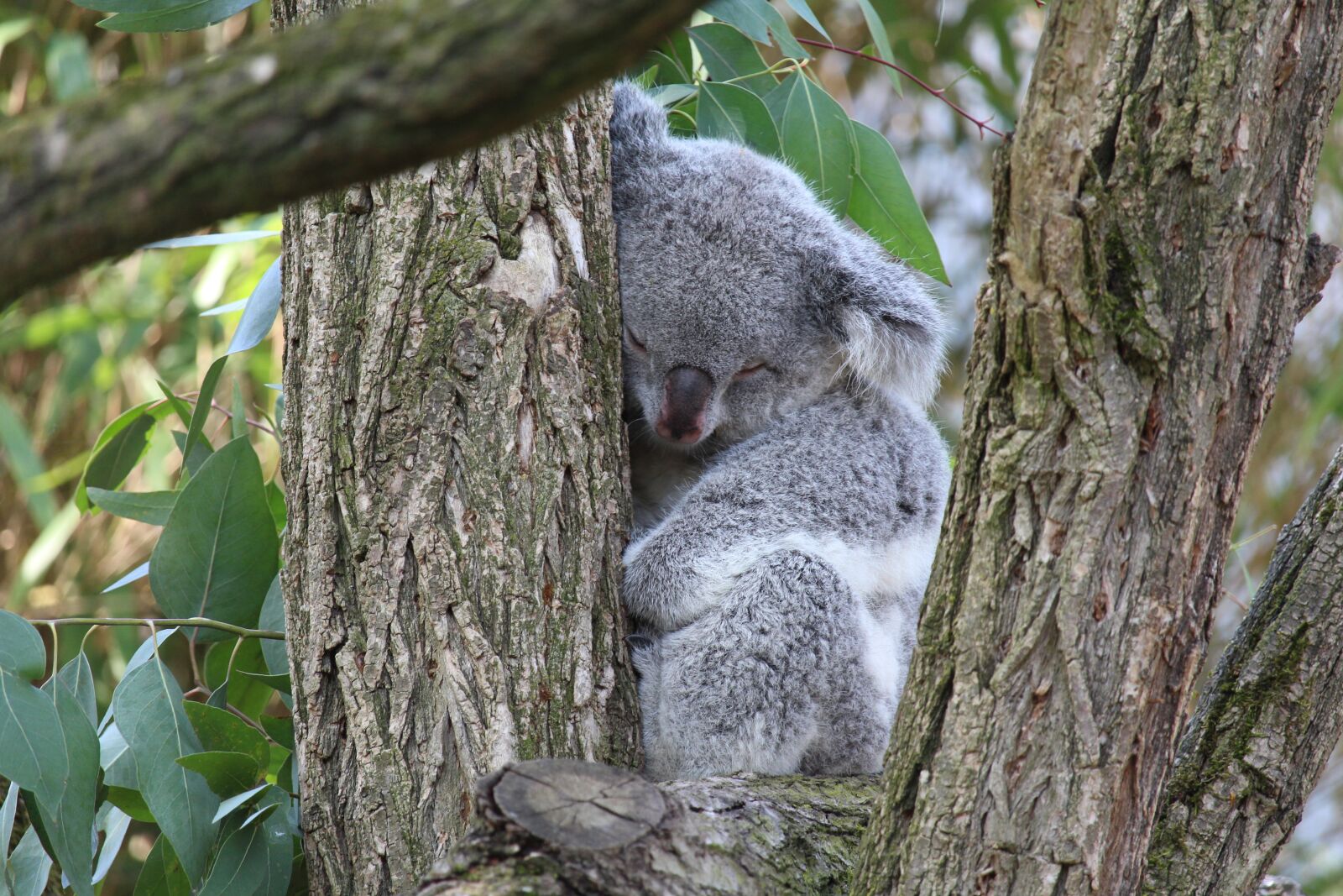 Canon EF-S 55-250mm F4-5.6 IS STM sample photo. Koala bear, koala, animal photography