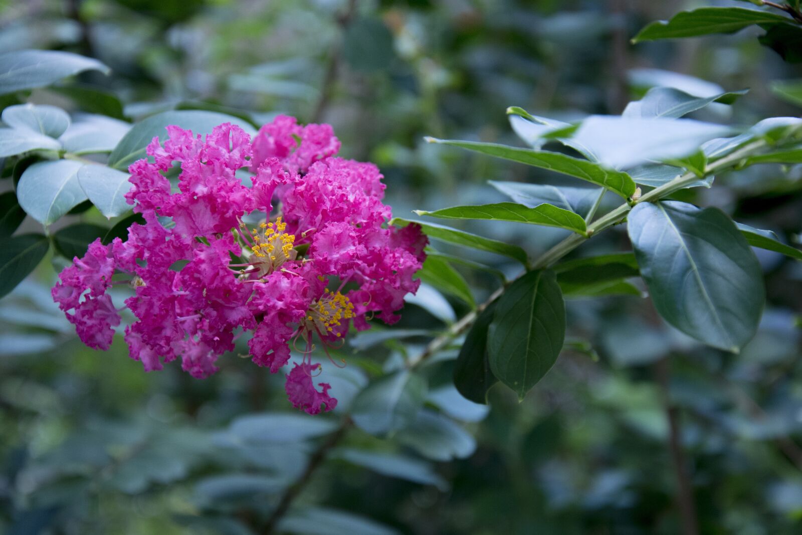 Nikon D5200 sample photo. Dark pink crepe myrtle photography