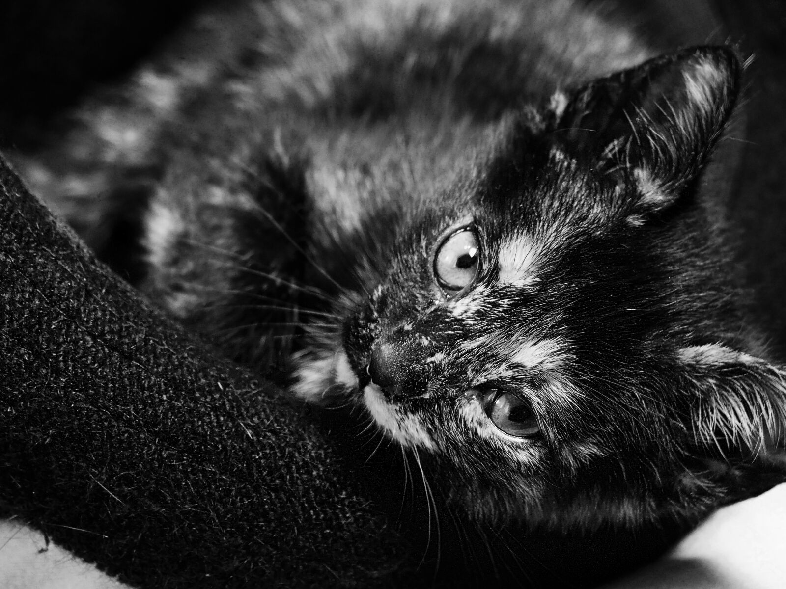 OLYMPUS M.14-150mm F4.0-5.6 II sample photo. Cat, look, pet photography